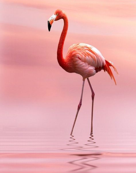 flamingo standing in pink water